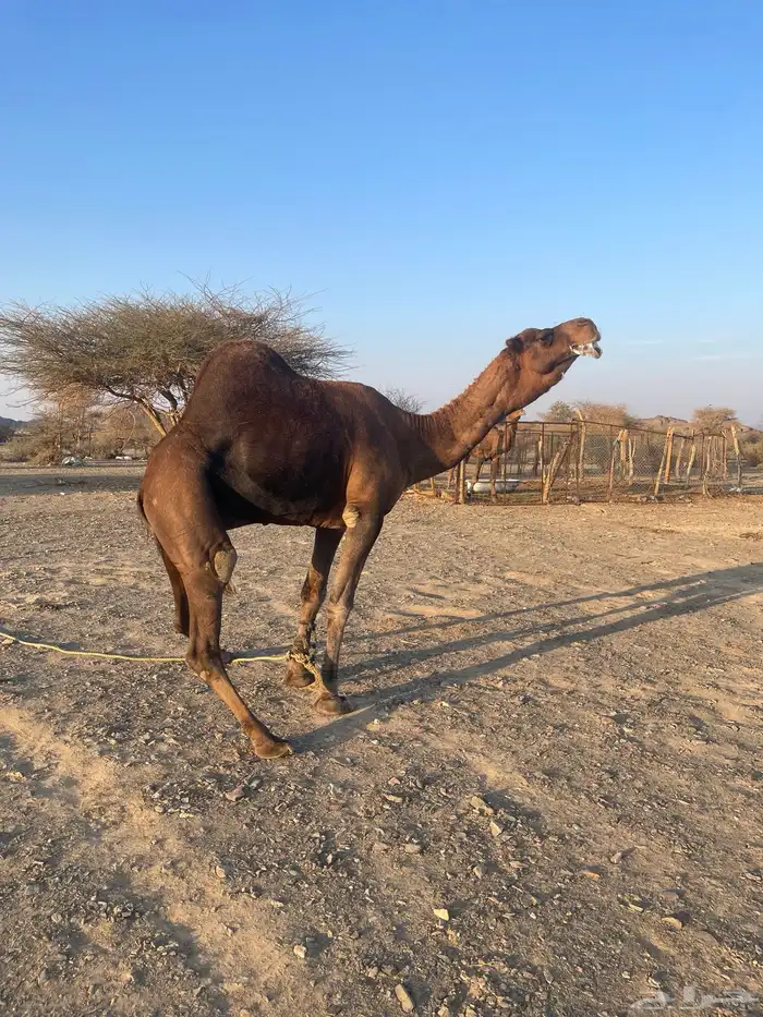 جمل احمر ادهم مشروط 1