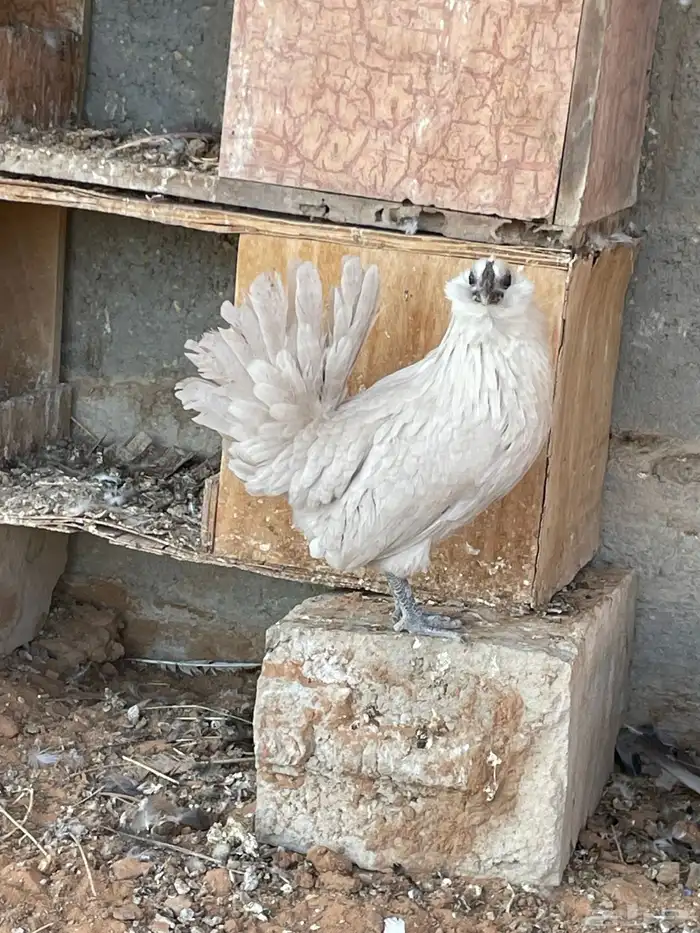 دجاج بوم لون جميل ونادر اعمار شبب 0