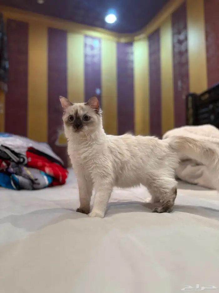 قطه هيمالايا للبيع عمرها 3 شهور. 3