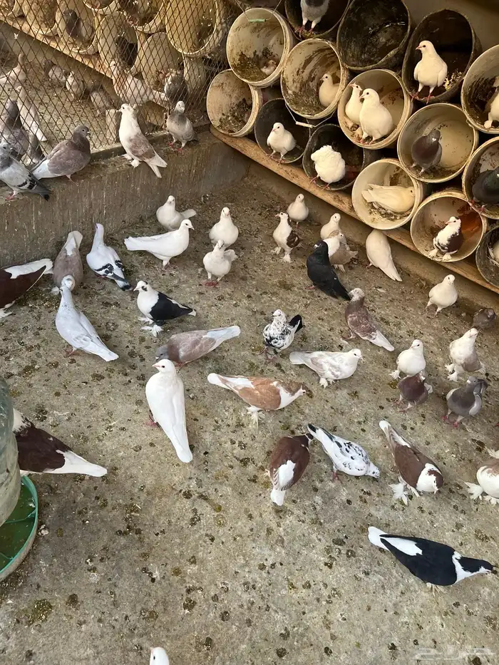 أجواز حمام مشكله 4