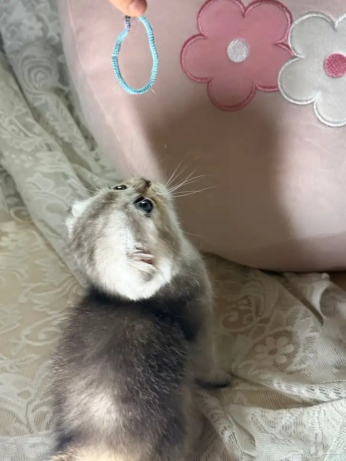 سكوتش فولد ذكر 1