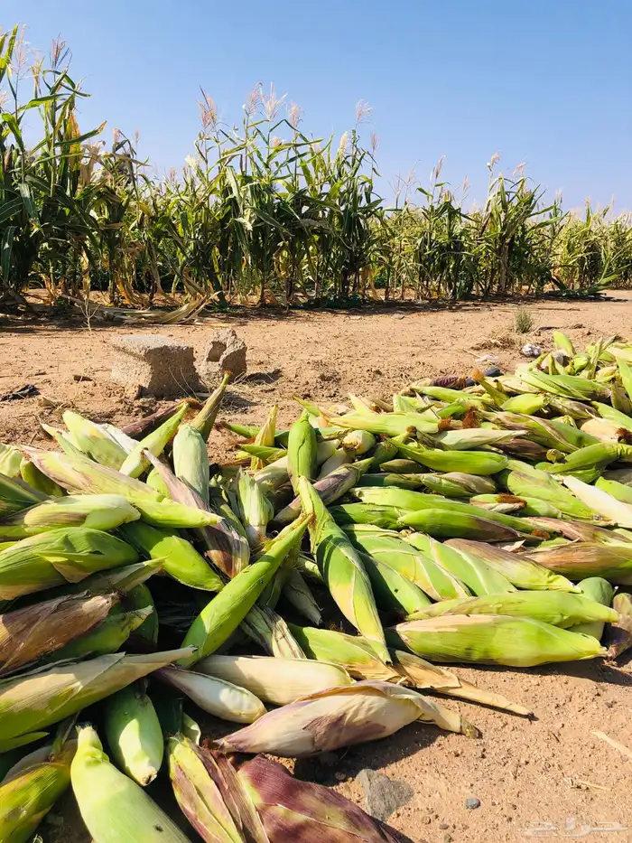 ذرة حمراء للبيع 1