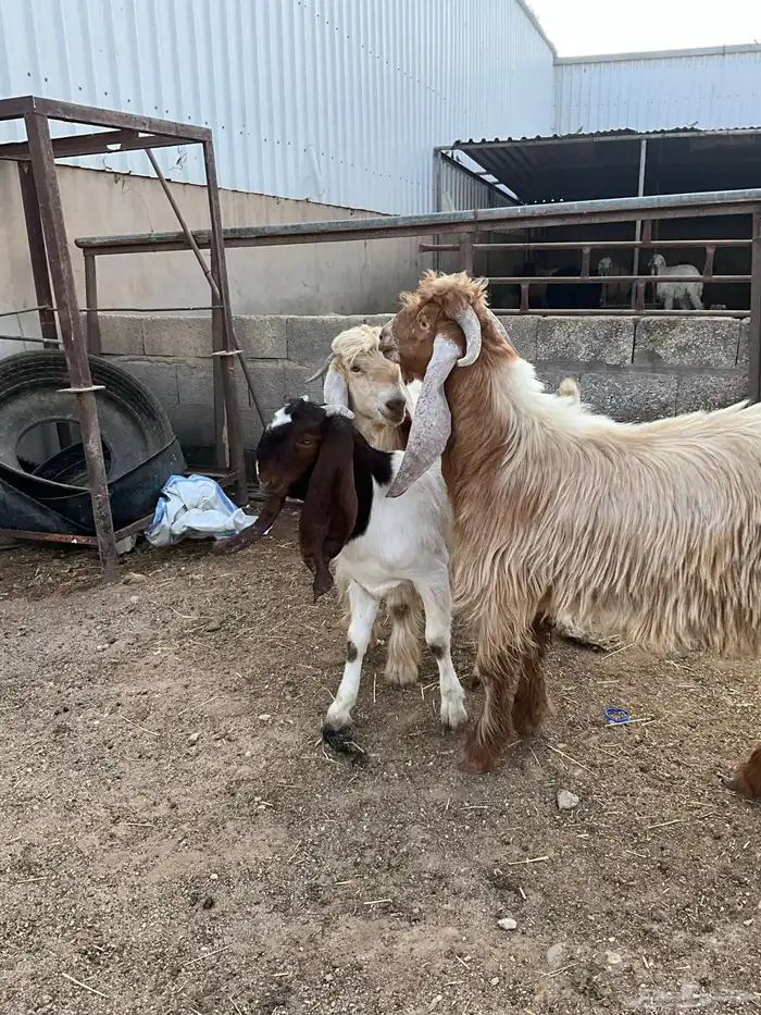 تيوس عوارض صفر 3