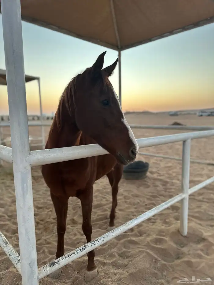 فرس شعبية خط جزيري 1