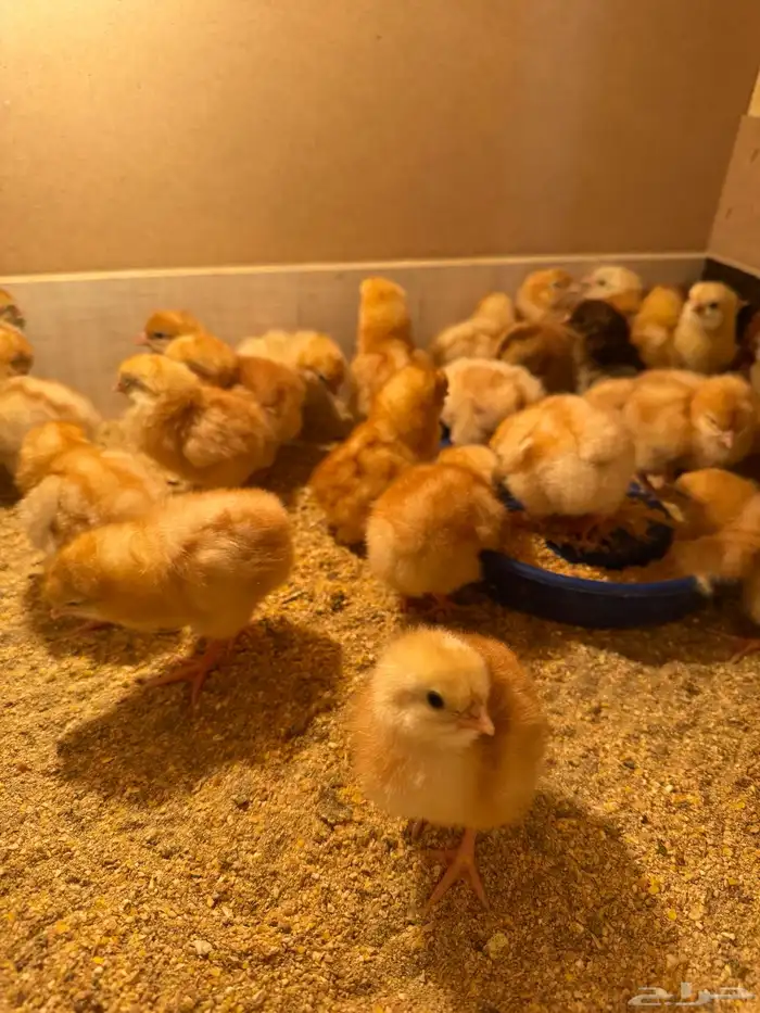 صوص لوهمان صافي 0