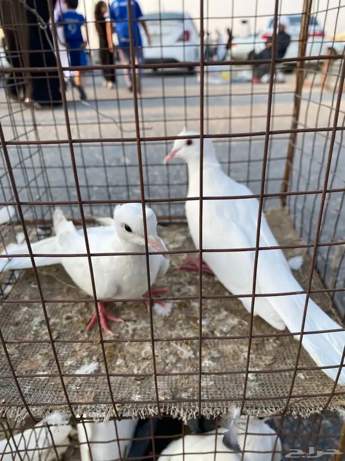 للبيع 6 حمام حبات ياكريم 3