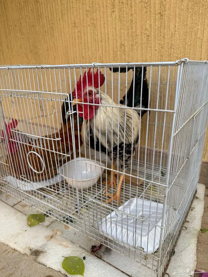 ديكين للبيع 0