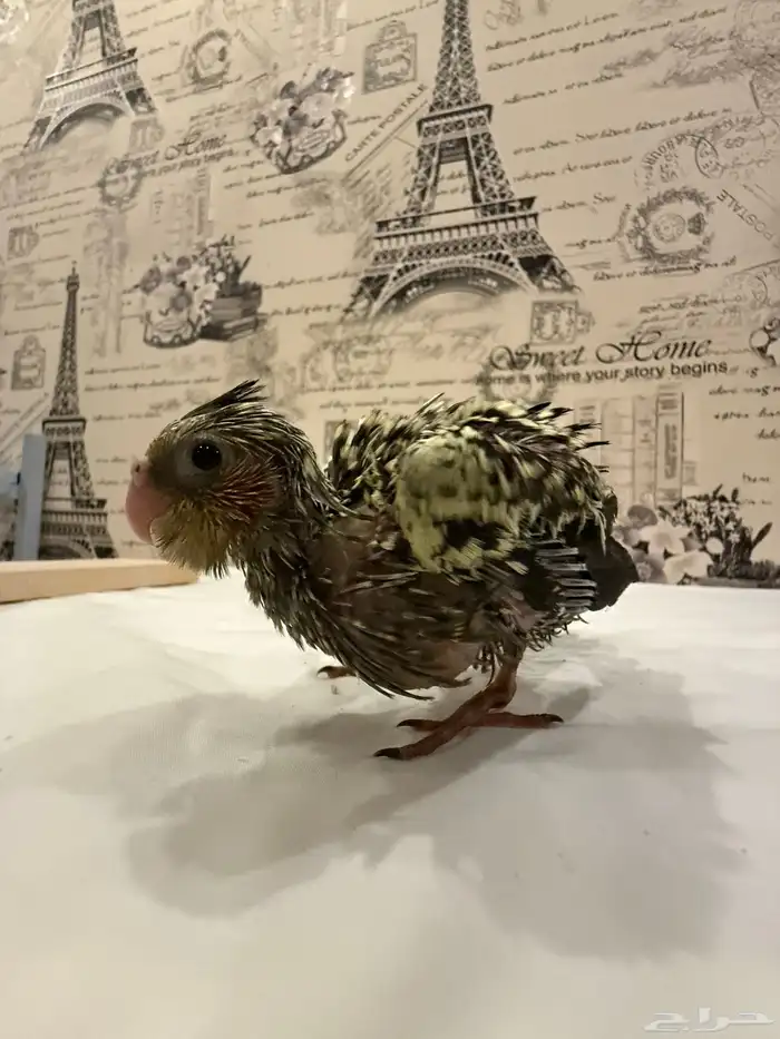 فروخ كوكتيل (كروان) للبيع 3