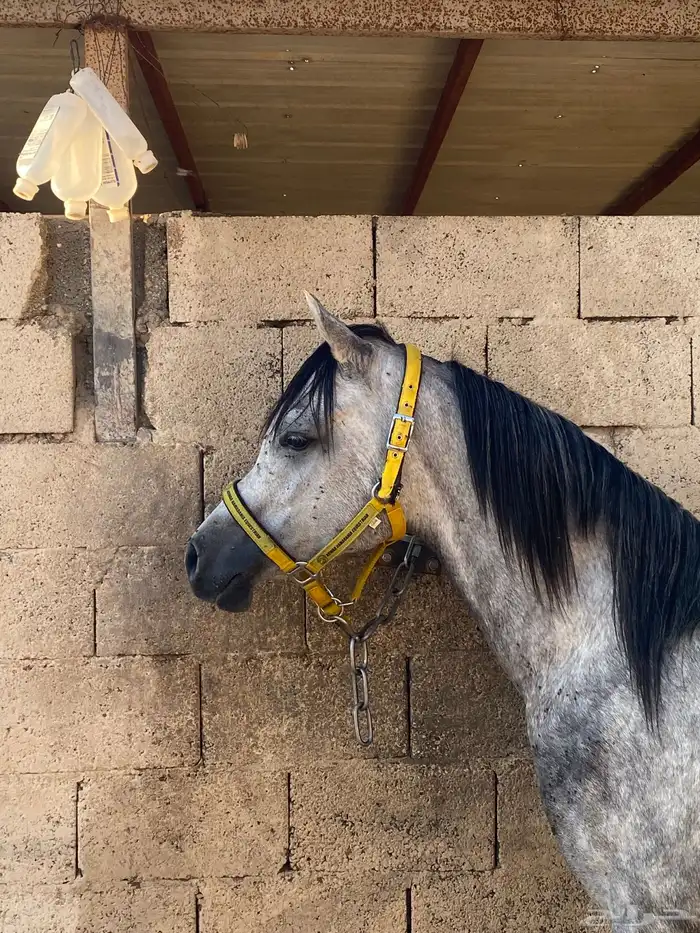 حصان واهو ولد ابن فريد 1