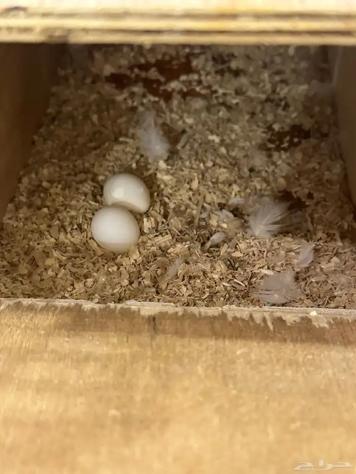 جوز كروان البينو 3