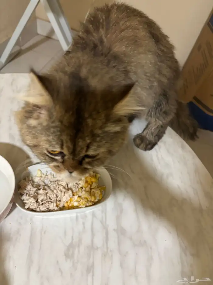 قط وجدته في حديقة الحمراء 2