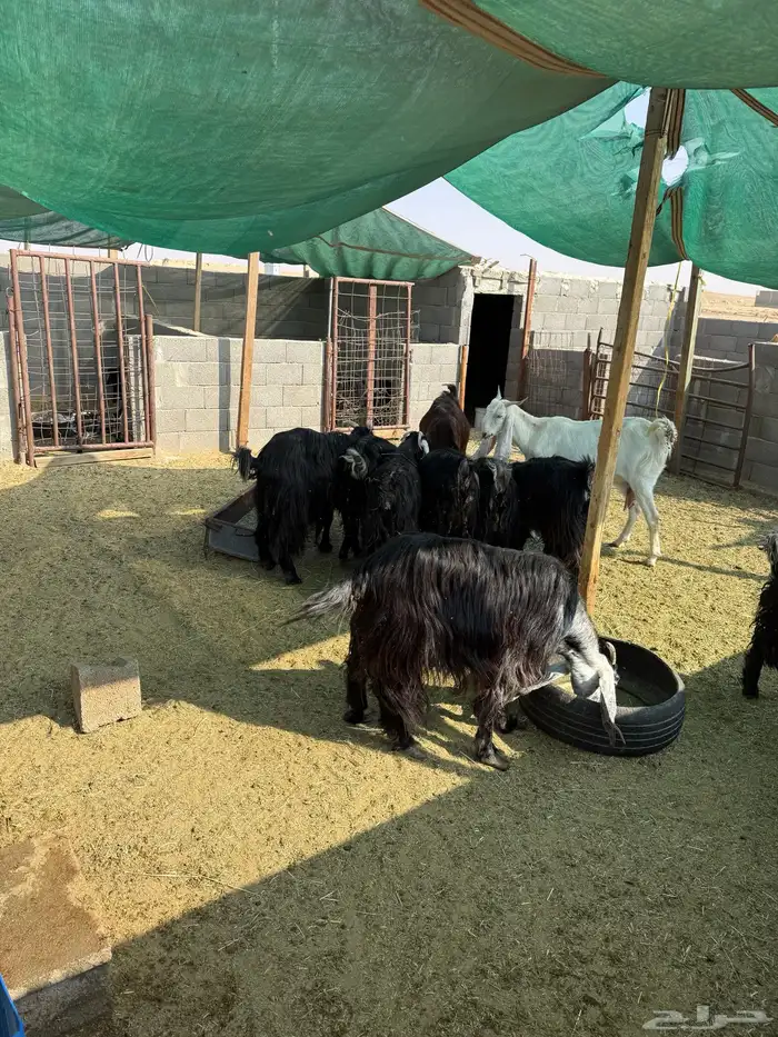 معزا عوارض 2