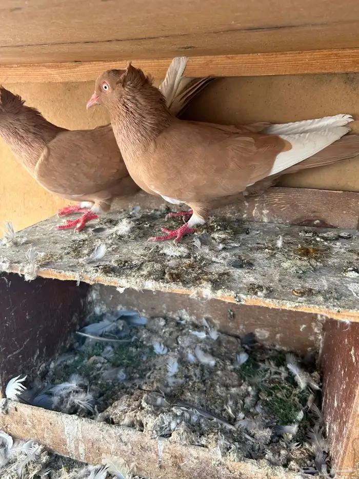 حمام هاي فلر 0