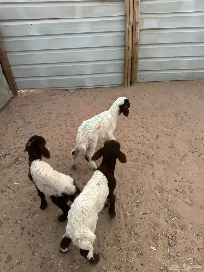 دواغير نعيم العدد 3 (2 خروف 1 رخل ) 7