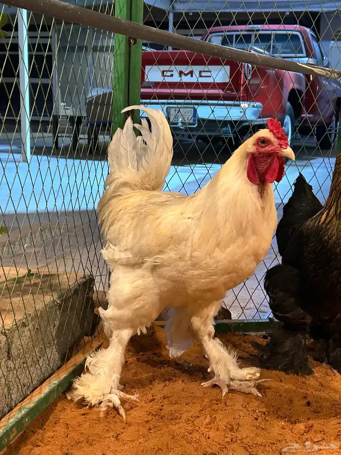 براهما ابيض صك 2