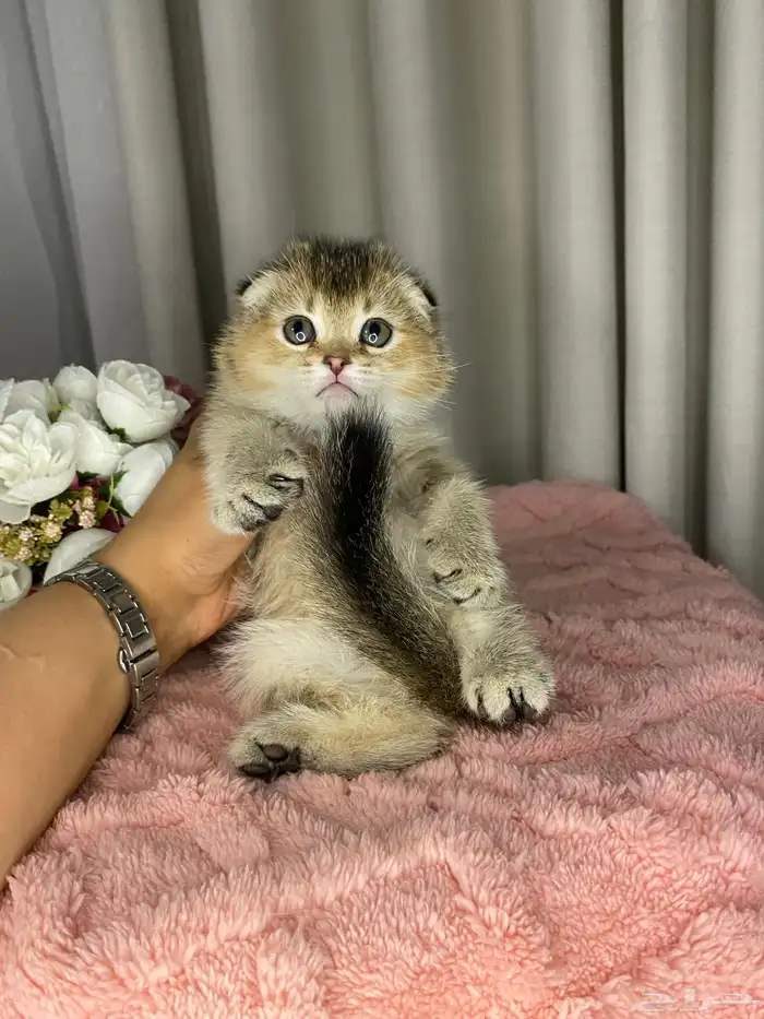 سكوتش تربل فولد واستريت بيور للبيع 5