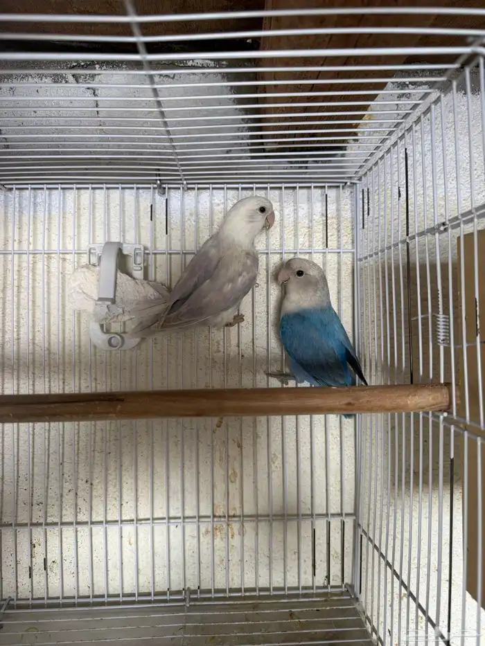 للبيع ازواج روز منتجه 15 زوج 14