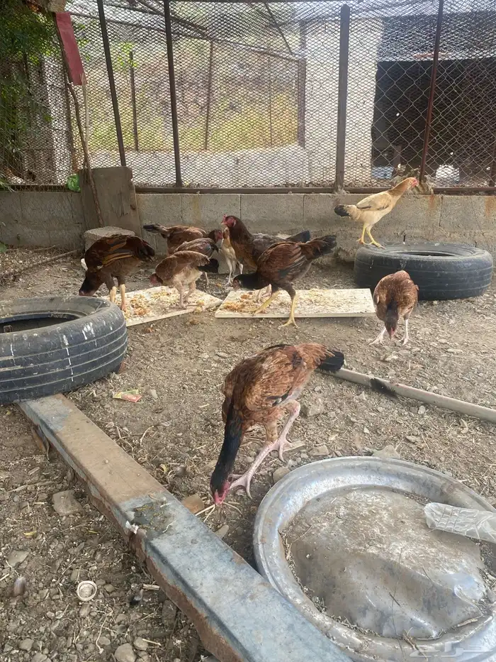 دجاج باكستاني 8