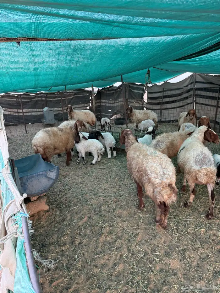 غنم مراح واحد مواليد العدد حدود 150 2