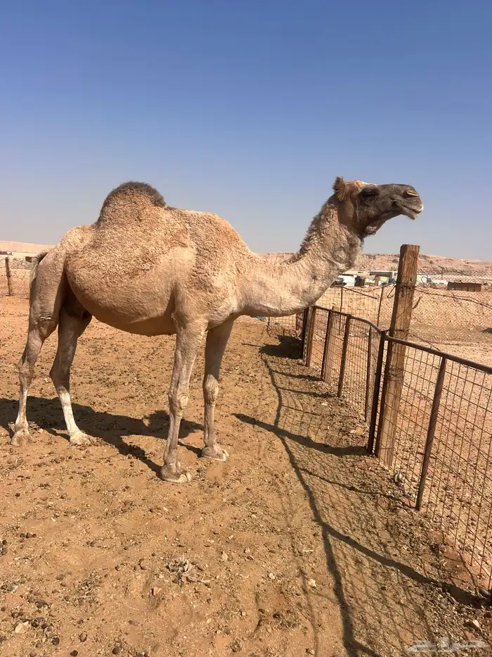 ضرايب للبيع 2