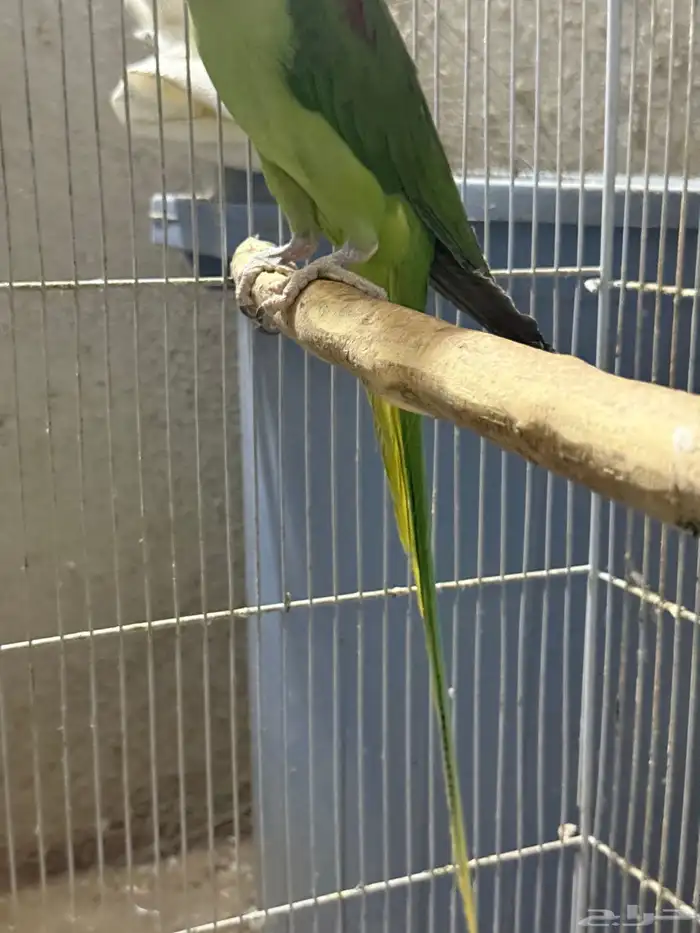 جوز نيبالي سوبر جامبو ( أليف ومتكلم ) 9