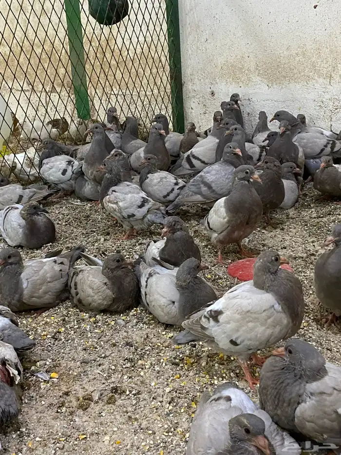 طيور بيت الزاجل 48