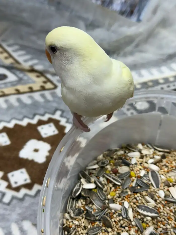 فروخ روز غر 7