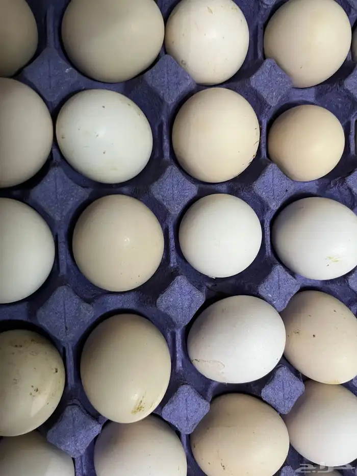 بيض بلدي للبيع 0