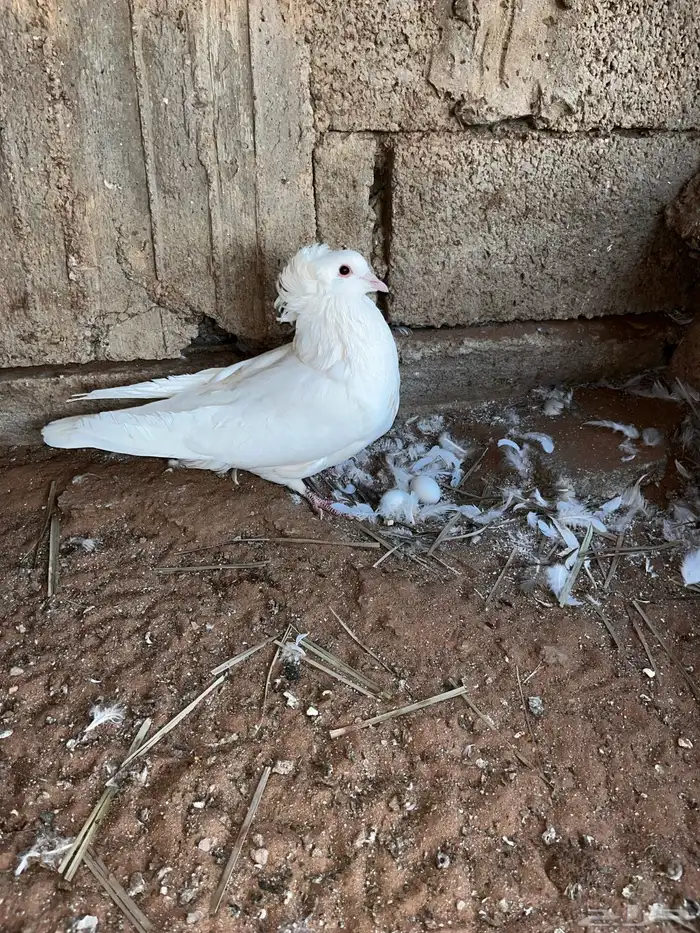 حمام مانتوبان 6