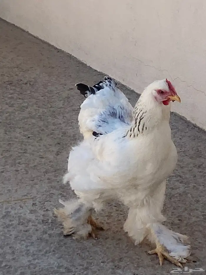 دجاج براهما دم صافي كولمبي 0