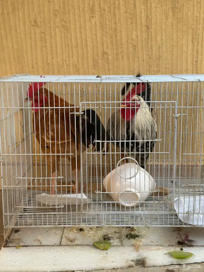 ديكين للبيع 1