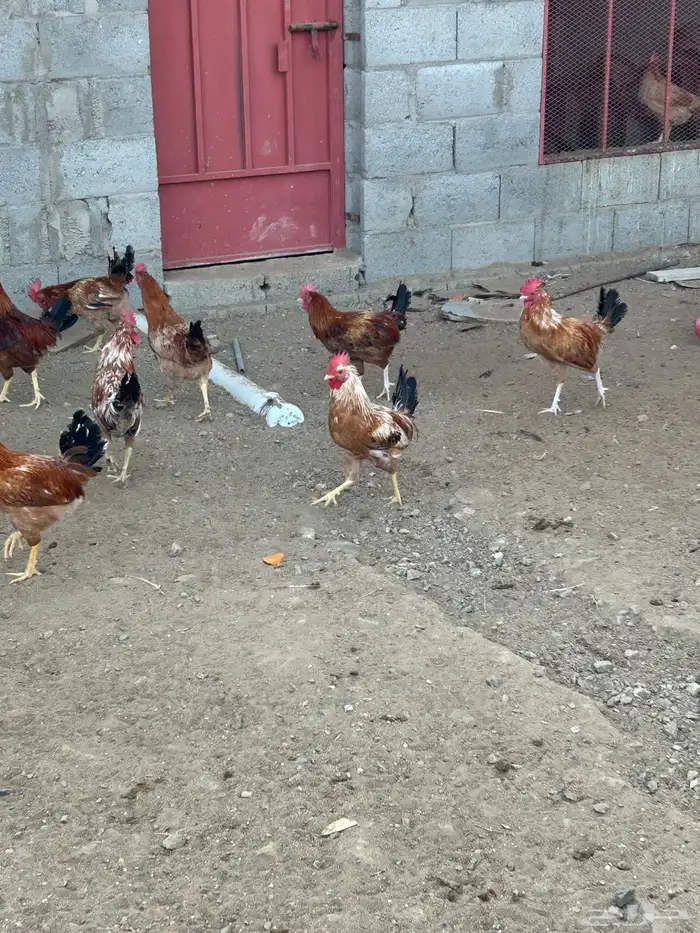 ديوك بلديه 2