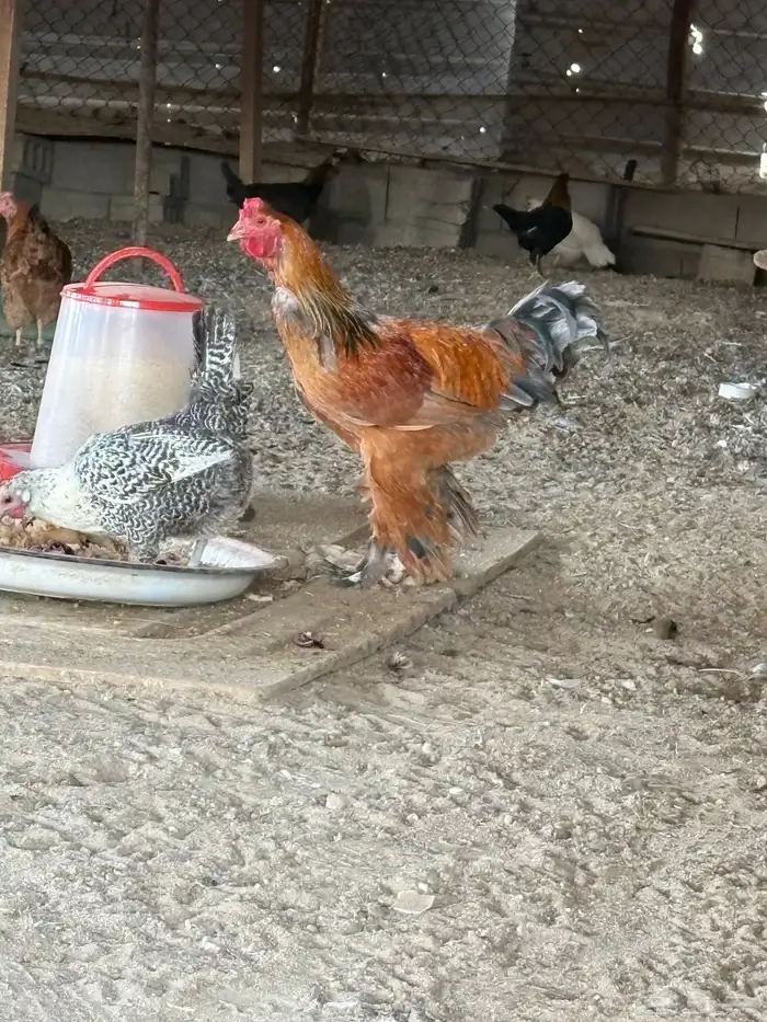 السلام عليكم ورحمة الله وبركاته 2