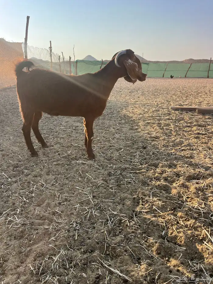 عنز قبرصيه دافع سنها ثنيه 3