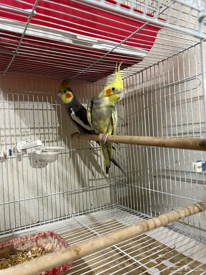 زوج كوكتيل منتج للبيع 2