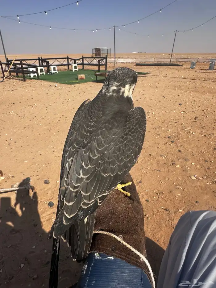 بكه او جليميه 2