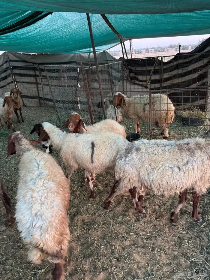 غنم مراح واحد مواليد العدد حدود 150 5