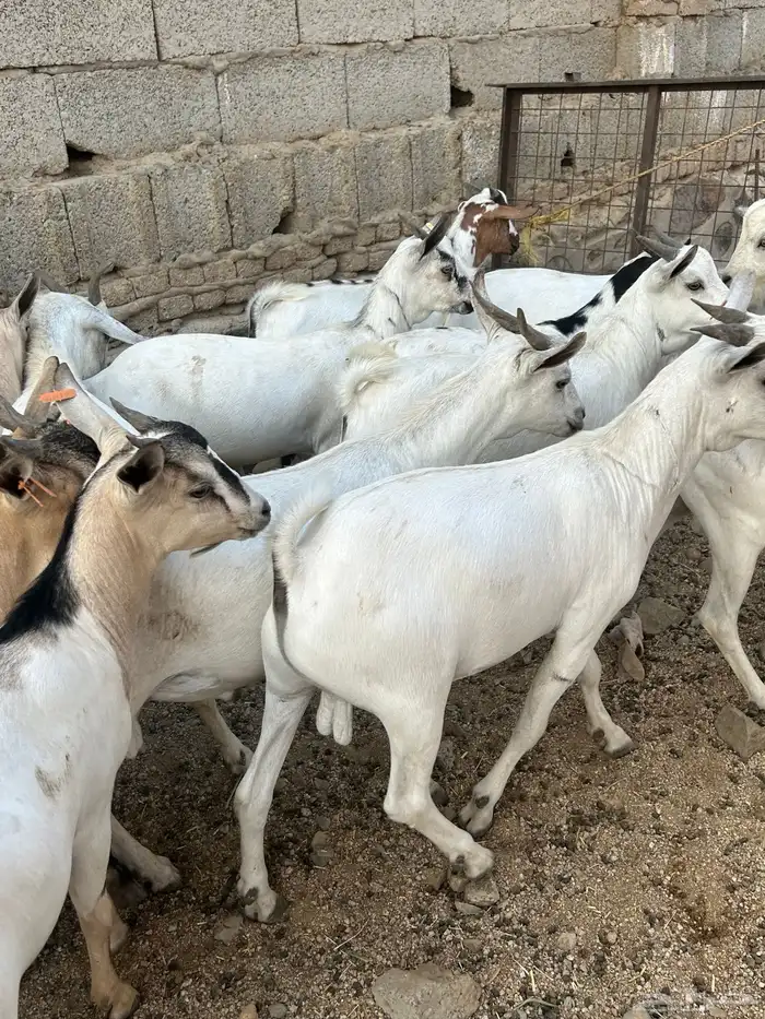 تيوس مرابي 4