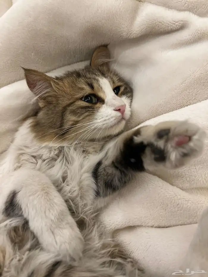 قطه للتبني 1