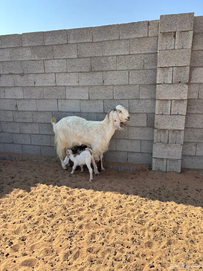 معزى مشروكه ومشكله 2