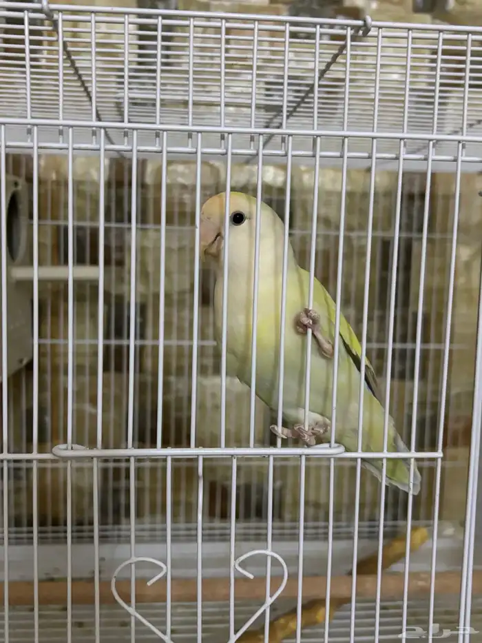 عصفور روز اليف للبيع 0