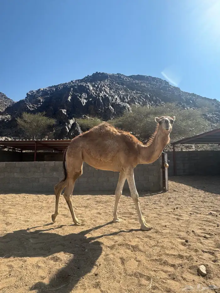 بكره مفروده للبيع 2