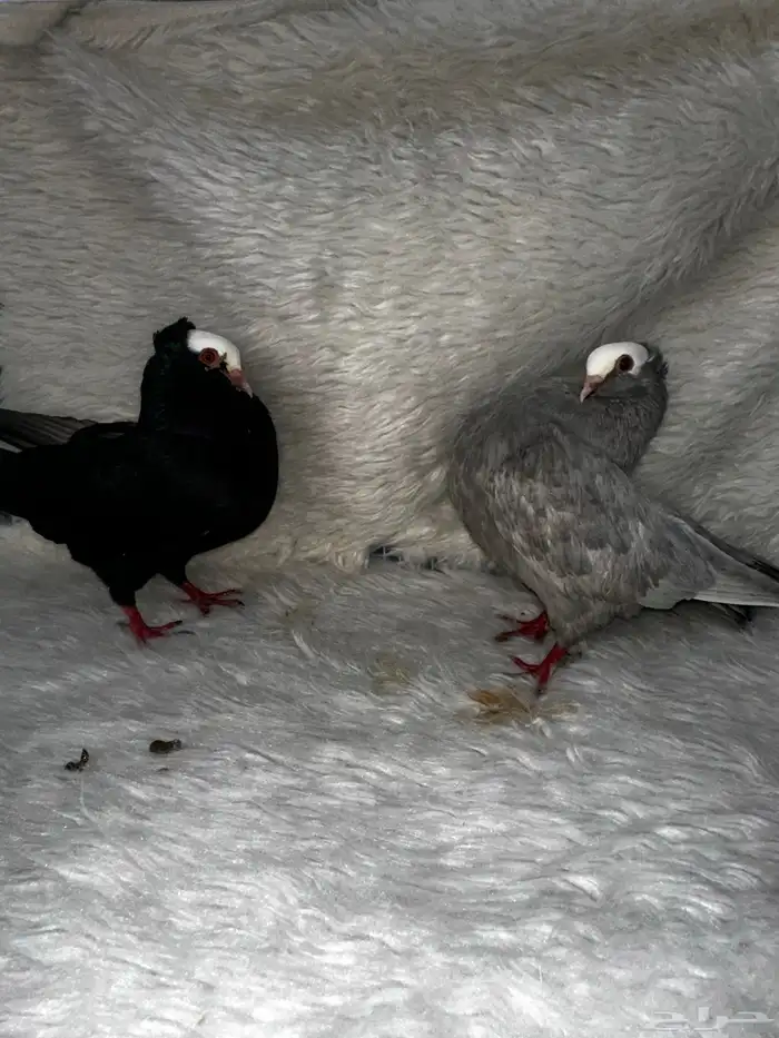 زوج منتج وفروخ باكستاني مسابقات 2