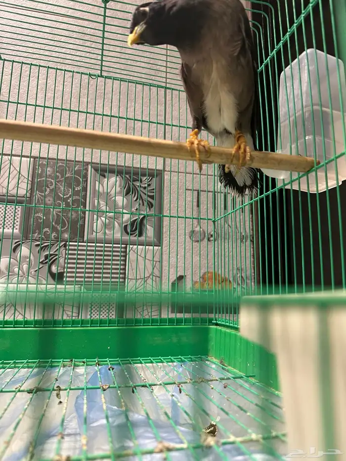 طير ميناء كبتن كلام 3