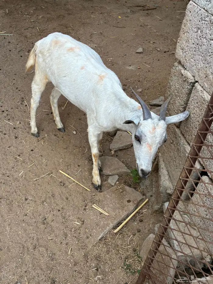 عناق و تيس للبيع 0