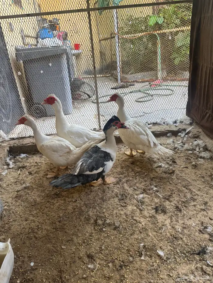 ذكور بط مصري 0