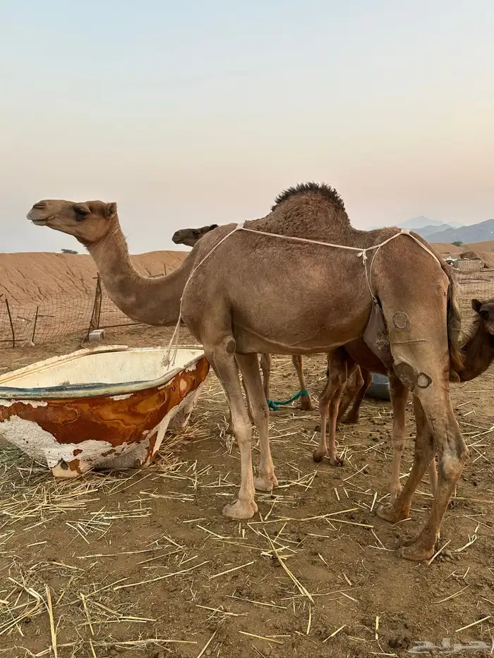 ابل للبيع 17