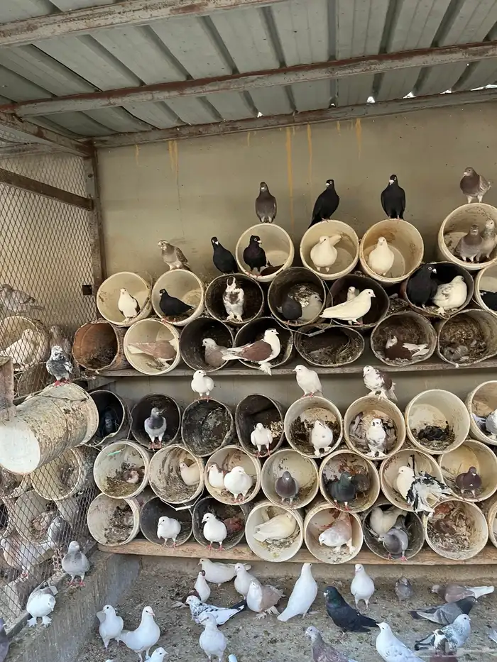 أجواز حمام مشكله 0