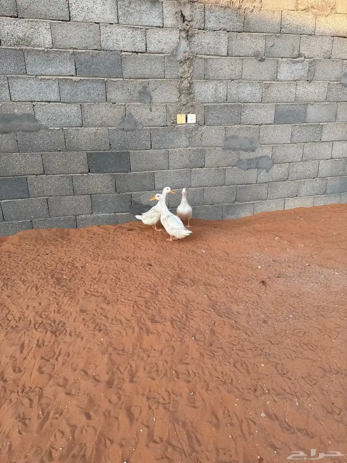 بط العدد ثلاث حبات 5