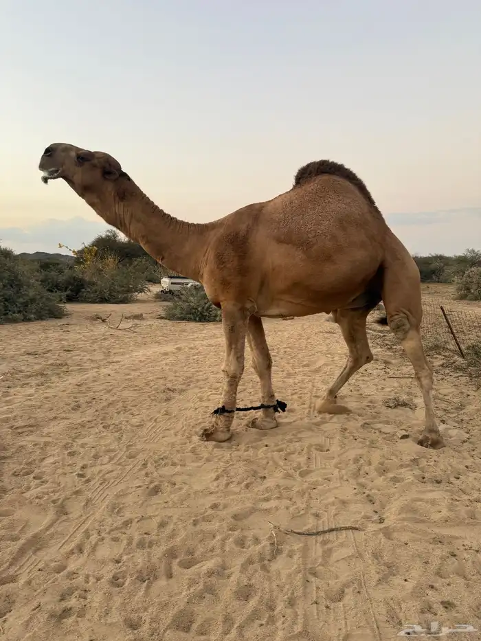 بعير حمر كفو 1